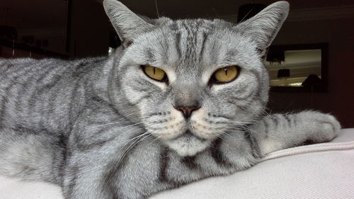 Close-up portrait of gray cat relaxing on bed