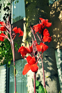 Close-up of red flowers blooming outdoors