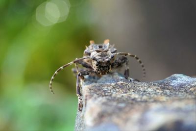 Close-up of the longhorn beetle
on the rocks