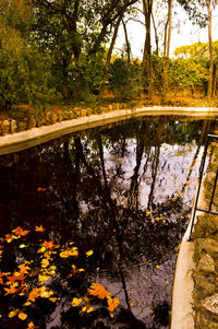 Reflection of trees in pond