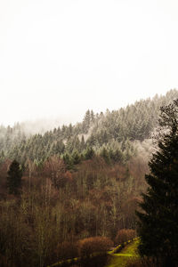 Scenic view of forest against sky