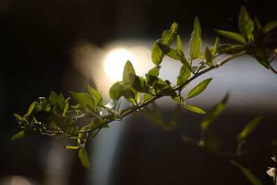 Close-up of fresh green leaves