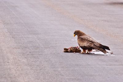 Side view of hawk on road in city