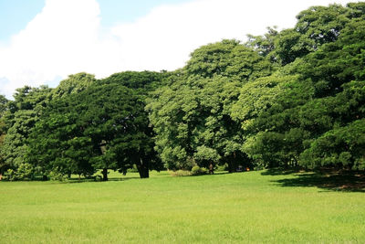 Trees on field against sky