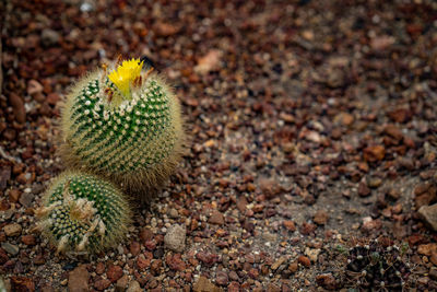 High angle view of succulent plant on field