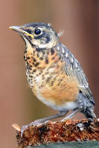 Close-up of a bird