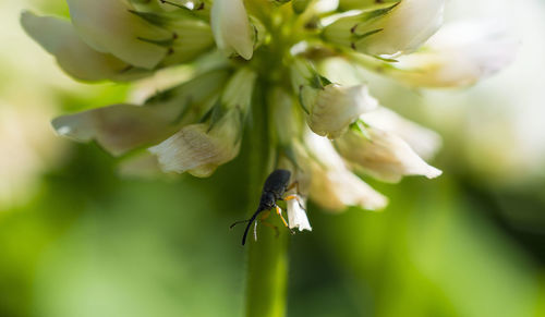 Close-up of insect on flower