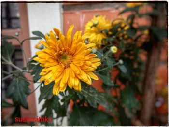 Close-up of yellow sunflower blooming outdoors