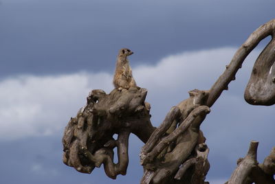 Low angle view of bird perching on sculpture against sky