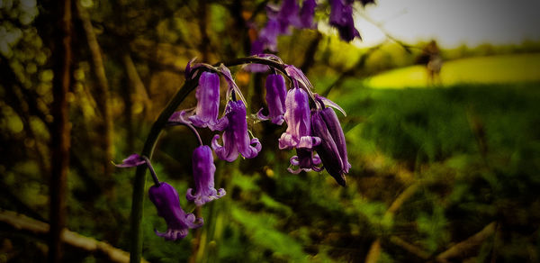 Close-up of purple flowering plants