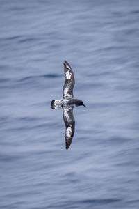 Slow pan of cape petrel over ocean