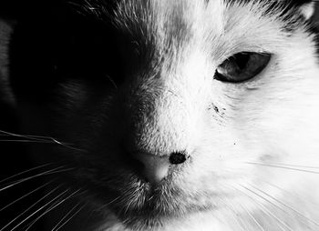 Close-up of animal eye