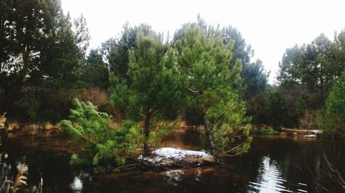 Scenic view of river in forest against sky