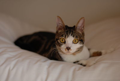 pet