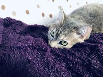 Close-up portrait of a cat resting