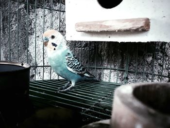 Close-up of birds perching on floor