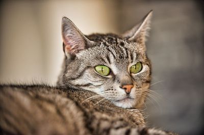 Close-up portrait of a cat