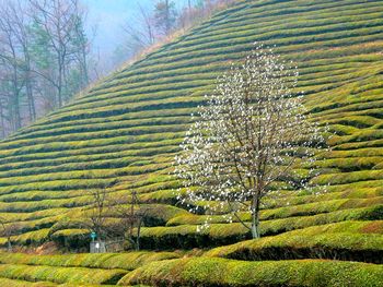 Tree growing in field