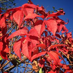 Low angle view of red leaves