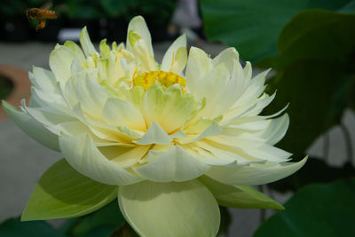 Close-up of white lotus water lily