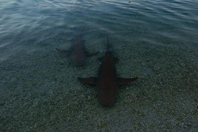 High angle view of fish swimming in sea