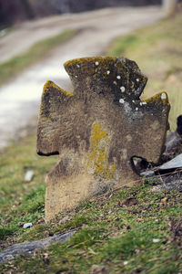 Close-up of tree stump on field