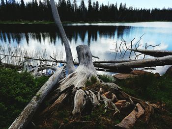 Reflection of trees in lake