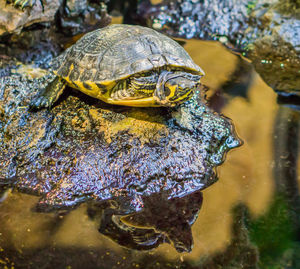 Close-up of turtle in water