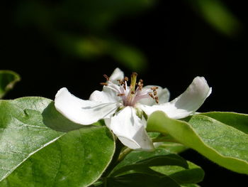 Close-up of white flowers blooming outdoors