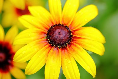 High angle close-up of yellow flower blooming at park