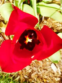 Close-up of red flower