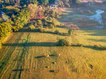 High angle view of plants on field during autumn