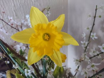 Close-up of yellow flower
