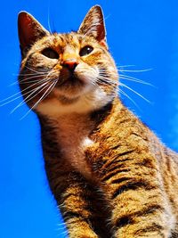 Close-up of a cat looking away