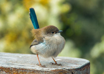 Close-up of bird perching on wood