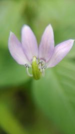 Close-up of flowers