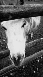 Close-up portrait of horse in pen