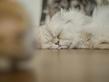 Close-up of cat sleeping