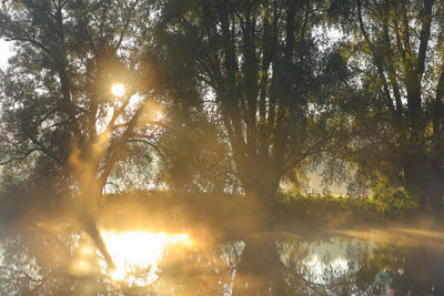 Sunlight streaming through trees against lake during sunset