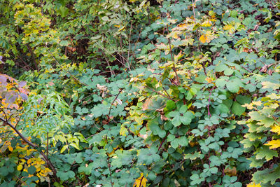 Detail shot of leaves