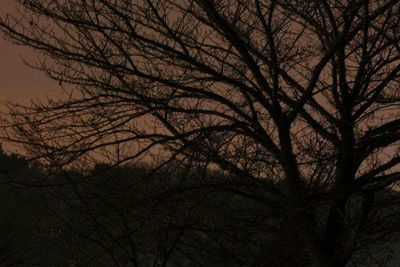 Silhouette bare trees against sky at sunset