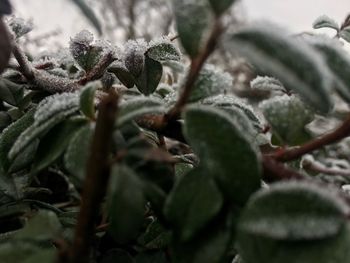 Close-up of snow on plant