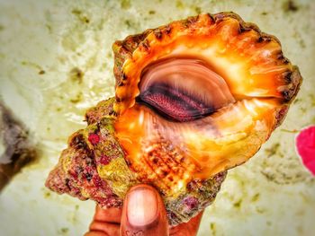 Close-up of seashell on sea