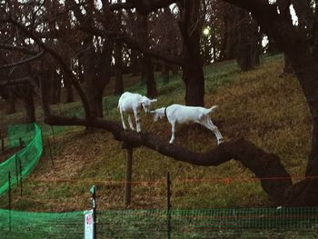 White horse in a field