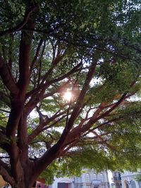 Low angle view of tree