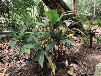 Plants growing on field