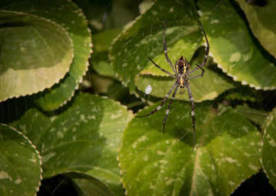 Close-up of spider on web