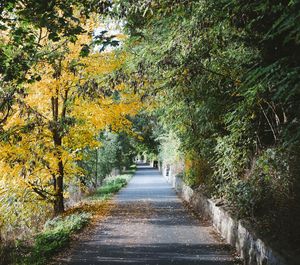 Footpath amidst trees during autumn