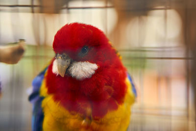 Close-up of parrot in cage