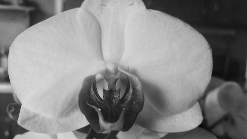 Close-up of flowers